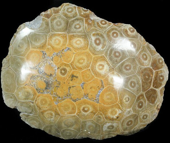 Polished Fossil Coral Head - Morocco #44928